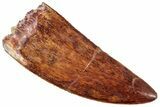 Serrated, Carcharodontosaurus Tooth - Gorgeous Preservation #245409-1